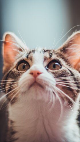 Обои кошачья эстетика 9 16, норвежский лесной кот, эгейская кошка, котенок, бакенбарды для Google Pixel XL, Meizu Pro 7, Nokia 8, HTC U, Huawei P10 Quad HD, заставка, 1440x2560 картинка