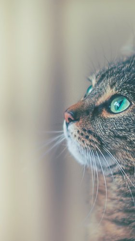 Обои кот, датский дог, ветеринарный врач, больница для животных, больница для животных в летающих облаках для Google Pixel XL, Meizu Pro 7, Nokia 8, HTC U, Huawei P10 Quad HD, заставка, 1440x2560 картинка