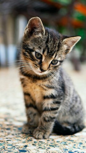 Обои кот, малыш полосатый кот, американская короткошерстная, Гавана Браун, британская короткошерстная для Google Pixel XL, Meizu Pro 7, Nokia 8, HTC U, Huawei P10 Quad HD, заставка, 1440x2560 картинка