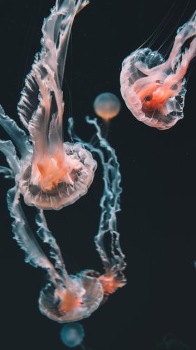 Обои Кубомедузы, голубая медуза, Медуза, Пелагия noctiluca, cnidaria для Google Pixel XL, Meizu Pro 7, Nokia 8, HTC U, Huawei P10 Quad HD, заставка, 1440x2560 картинка