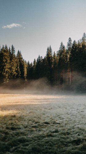 Обои Национальный лес Маунт-Худ, лес, лесное хозяйство, арт, облако для Google Pixel XL, Meizu Pro 7, Nokia 8, HTC U, Huawei P10 Quad HD, заставка, 1440x2560 картинка