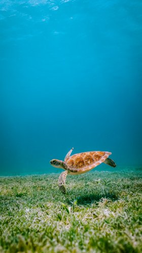 Обои вода, Морская черепаха Бисса, природа, лазурный, головастая морская черепаха для Google Pixel XL, Meizu Pro 7, Nokia 8, HTC U, Huawei P10 Quad HD, заставка, 1440x2560 картинка