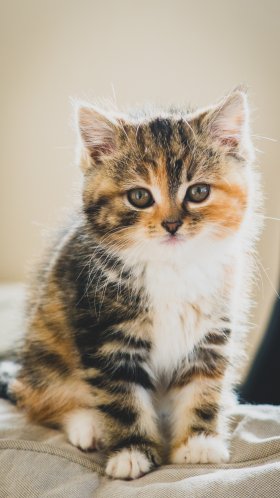 Обои милый кот коричневый белый черный, котенок, полосатый кот, персидская кошка, мэнкс для Google Pixel XL, Meizu Pro 7, Nokia 8, HTC U, Huawei P10 Quad HD, заставка, 1440x2560 картинка