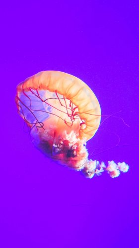 Обои Фиолетовый, cnidaria, Медуза, беспозвоночных, биолюминесценция для Google Pixel XL, Meizu Pro 7, Nokia 8, HTC U, Huawei P10 Quad HD, заставка, 1440x2560 картинка