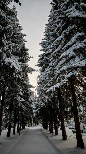 Обои хвойными лесами, ель, белые, Рождественский день, древесные растения для Google Pixel XL, Meizu Pro 7, Nokia 8, HTC U, Huawei P10 Quad HD, заставка, 1440x2560 картинка