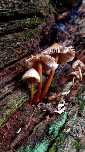 Обои лекарственный гриб, auriculariaceae, сыроежка интегра, мухомор, шампиньон для Google Pixel XL, Meizu Pro 7, Nokia 8, HTC U, Huawei P10 Quad HD, заставка, 1440x2560 картинка