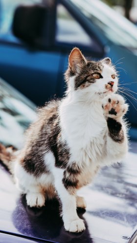 Обои снимок, кошки малого и среднего размера, хищник, бакенбарды, эгейская кошка для Google Pixel XL, Meizu Pro 7, Nokia 8, HTC U, Huawei P10 Quad HD, заставка, 1440x2560 картинка