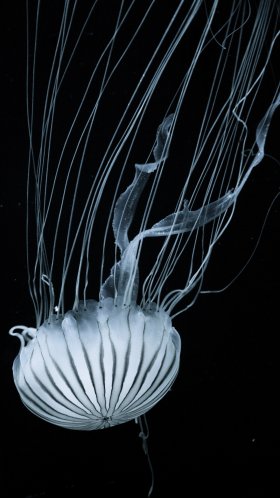 Обои Медуза, морские беспозвоночные, cnidaria, биолюминесценция, вода для Google Pixel XL, Meizu Pro 7, Nokia 8, HTC U, Huawei P10 Quad HD, заставка, 1440x2560 картинка