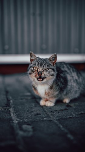 Обои бакенбарды, кошки малого и среднего размера, европейская короткошерстная, полосатый кот, кот для Google Pixel XL, Meizu Pro 7, Nokia 8, HTC U, Huawei P10 Quad HD, заставка, 1440x2560 картинка