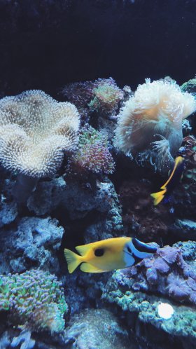 Обои коралловый риф, коралловый риф рыбы, cnidaria, Кораллов, морская биология для Google Pixel XL, Meizu Pro 7, Nokia 8, HTC U, Huawei P10 Quad HD, заставка, 1440x2560 картинка