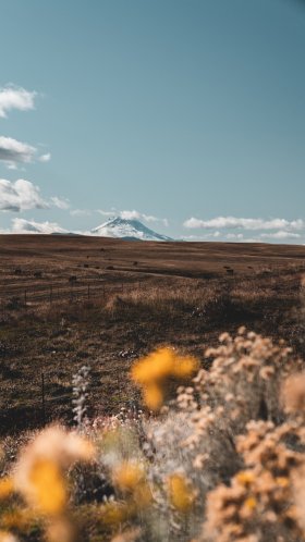 Обои дикая местность, дерево, экорегион, облако, Зеленая Трава Черный для Google Pixel XL, Meizu Pro 7, Nokia 8, HTC U, Huawei P10 Quad HD, заставка, 1440x2560 картинка