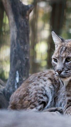 Обои Иберийская рысь, кошачьих, кошки малого и среднего размера, дерево, бакенбарды для Google Pixel XL, Meizu Pro 7, Nokia 8, HTC U, Huawei P10 Quad HD, заставка, 1440x2560 картинка