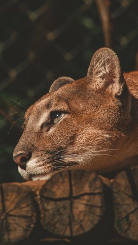 Обои Лев, черный и белый, кошачьих, кошки малого и среднего размера, бакенбарды для Google Pixel XL, Meizu Pro 7, Nokia 8, HTC U, Huawei P10 Quad HD, заставка, 1440x2560 картинка