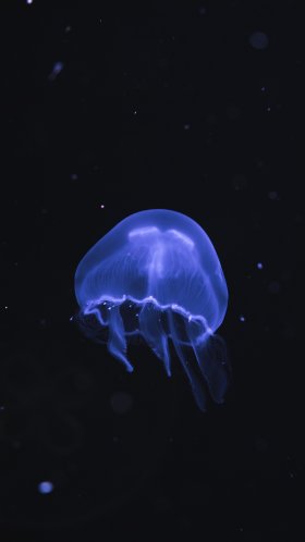 Обои cnidaria, беспозвоночных, синий, море, Медуза для Google Pixel XL, Meizu Pro 7, Nokia 8, HTC U, Huawei P10 Quad HD, заставка, 1440x2560 картинка