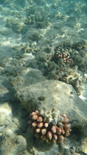 Обои море, коралловый риф, экосистема, морская биология, морские беспозвоночные для Google Pixel XL, Meizu Pro 7, Nokia 8, HTC U, Huawei P10 Quad HD, заставка, 1440x2560 картинка