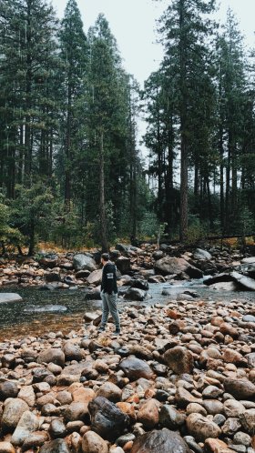 Обои дикая местность, вода, русло ручья, старовозрастные леса, окружающая среда для Google Pixel XL, Meizu Pro 7, Nokia 8, HTC U, Huawei P10 Quad HD, заставка, 1440x2560 картинка