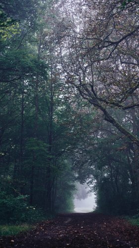 Обои дерево, тропические леса, листопадные, окружающая среда, лесистая местность для Google Pixel XL, Meizu Pro 7, Nokia 8, HTC U, Huawei P10 Quad HD, заставка, 1440x2560 картинка