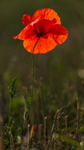 Обои Eschscholzia, цветок, распространенные мака, растение, калифорнийский Мак для Google Pixel XL, Meizu Pro 7, Nokia 8, HTC U, Huawei P10 Quad HD, заставка, 1440x2560 картинка