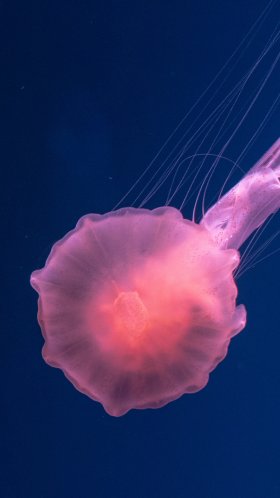 Обои cnidaria, Медуза, вода, морские беспозвоночные, Кубомедузы для Google Pixel XL, Meizu Pro 7, Nokia 8, HTC U, Huawei P10 Quad HD, заставка, 1440x2560 картинка