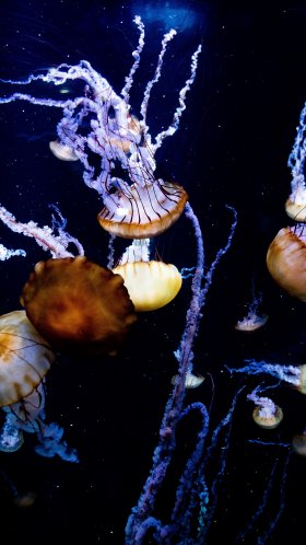 Обои Медуза, морская биология, вода, cnidaria, морские беспозвоночные для Google Pixel XL, Meizu Pro 7, Nokia 8, HTC U, Huawei P10 Quad HD, заставка, 1440x2560 картинка