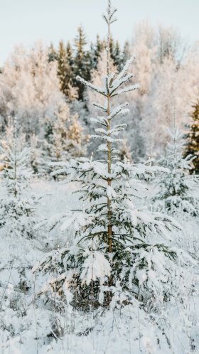 Обои Рождественский день, Кегель ели, Пихта бальзамическая, дерево, Кипарис Аризонский для Google Pixel XL, Meizu Pro 7, Nokia 8, HTC U, Huawei P10 Quad HD, заставка, 1440x2560 картинка