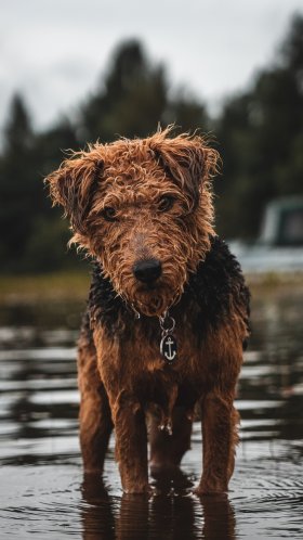 Обои пес, Псовые, собака породы, спортивные группы, испанская водяная собака для Google Pixel XL, Meizu Pro 7, Nokia 8, HTC U, Huawei P10 Quad HD, заставка, 1440x2560 картинка