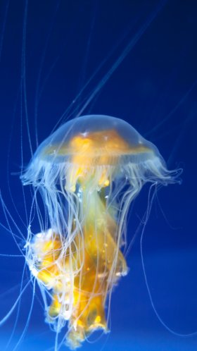 Обои беспозвоночных, Медуза, cnidaria, морские беспозвоночные, биолюминесценция для Google Pixel XL, Meizu Pro 7, Nokia 8, HTC U, Huawei P10 Quad HD, заставка, 1440x2560 картинка