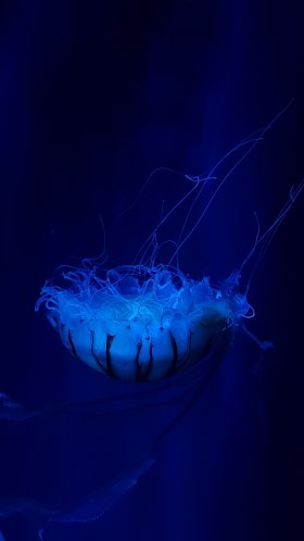 Обои Медуза, синий, cnidaria, электрик, морские беспозвоночные для Google Pixel XL, Meizu Pro 7, Nokia 8, HTC U, Huawei P10 Quad HD, заставка, 1440x2560 картинка