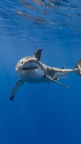 Обои большая белая акула, вода, акула, морская биология, Lamniformes для Google Pixel XL, Meizu Pro 7, Nokia 8, HTC U, Huawei P10 Quad HD, заставка, 1440x2560 картинка