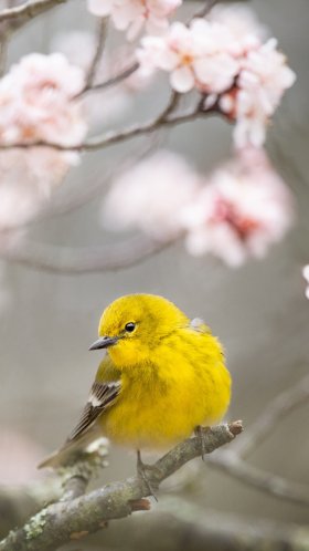 Обои Американский желтый камышевки, Сосна камышевки, птица, ветвь, клюв для Google Pixel XL, Meizu Pro 7, Nokia 8, HTC U, Huawei P10 Quad HD, заставка, 1440x2560 картинка