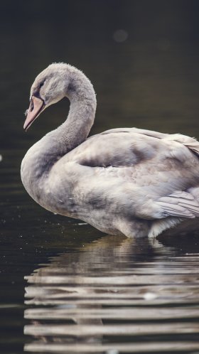 Обои Лебедь, птица, водоплавающие птицы, утки, гуси и лебеди, вода для Google Pixel XL, Meizu Pro 7, Nokia 8, HTC U, Huawei P10 Quad HD, заставка, 1440x2560 картинка