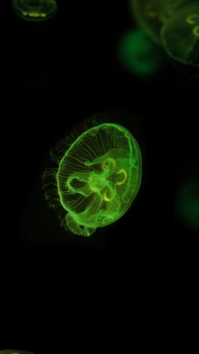 Обои зеленый, Медуза, биолюминесценция, cnidaria, морские беспозвоночные для Google Pixel XL, Meizu Pro 7, Nokia 8, HTC U, Huawei P10 Quad HD, заставка, 1440x2560 картинка