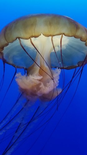 Обои Медуза, cnidaria, морские беспозвоночные, беспозвоночных, парашют для Google Pixel XL, Meizu Pro 7, Nokia 8, HTC U, Huawei P10 Quad HD, заставка, 1440x2560 картинка