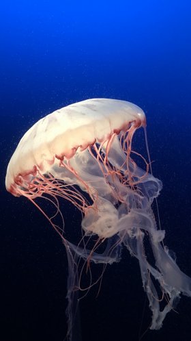 Обои Медуза, cnidaria, морские беспозвоночные, беспозвоночных, вода для Google Pixel XL, Meizu Pro 7, Nokia 8, HTC U, Huawei P10 Quad HD, заставка, 1440x2560 картинка