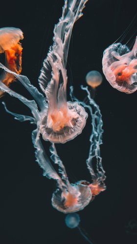 Обои морские беспозвоночные, цвет, беспозвоночных, Медуза, cnidaria для Google Pixel XL, Meizu Pro 7, Nokia 8, HTC U, Huawei P10 Quad HD, заставка, 1440x2560 картинка