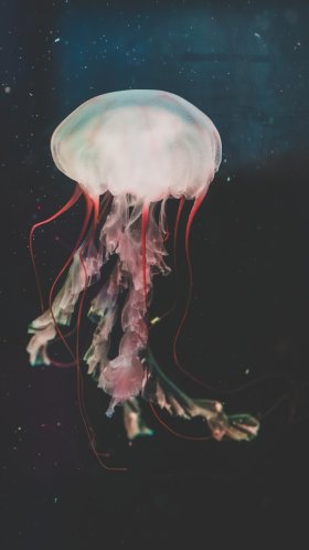 Обои беспозвоночных, живопись, Медуза, cnidaria, морские беспозвоночные для Google Pixel XL, Meizu Pro 7, Nokia 8, HTC U, Huawei P10 Quad HD, заставка, 1440x2560 картинка