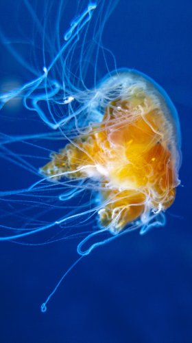 Обои Медуза, беспозвоночных, cnidaria, морские беспозвоночные, морская биология для Google Pixel XL, Meizu Pro 7, Nokia 8, HTC U, Huawei P10 Quad HD, заставка, 1440x2560 картинка