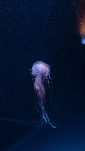 Обои беспозвоночных, Медуза, cnidaria, морские беспозвоночные, биолюминесценция для Google Pixel XL, Meizu Pro 7, Nokia 8, HTC U, Huawei P10 Quad HD, заставка, 1440x2560 картинка