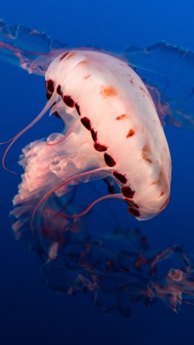 Обои Медуза, беспозвоночных, морские беспозвоночные, cnidaria, морская биология для Google Pixel XL, Meizu Pro 7, Nokia 8, HTC U, Huawei P10 Quad HD, заставка, 1440x2560 картинка