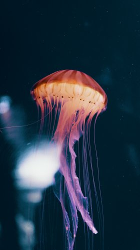 Обои беспозвоночных, Медуза, cnidaria, морские беспозвоночные, вода для Google Pixel XL, Meizu Pro 7, Nokia 8, HTC U, Huawei P10 Quad HD, заставка, 1440x2560 картинка