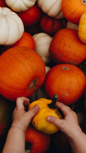 Обои осень, природные продукты, местное блюдо, цельный продукт, зимний сквош для Google Pixel XL, Meizu Pro 7, Nokia 8, HTC U, Huawei P10 Quad HD, заставка, 1440x2560 картинка