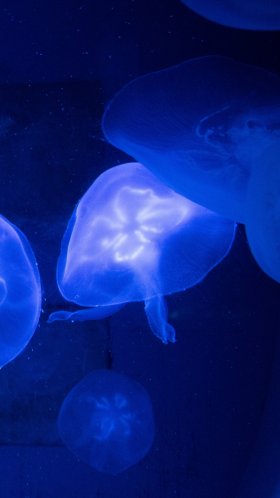 Обои Медуза, синий, cnidaria, морские беспозвоночные, морская биология для Google Pixel XL, Meizu Pro 7, Nokia 8, HTC U, Huawei P10 Quad HD, заставка, 1440x2560 картинка